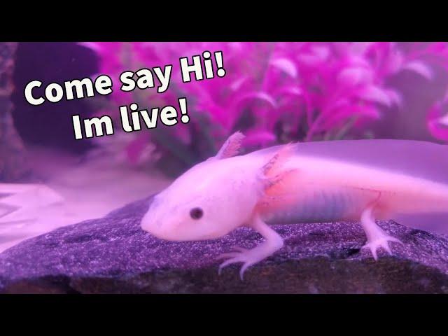 LIVE | Feeding Mew the Axolotl | Axolotl Cam