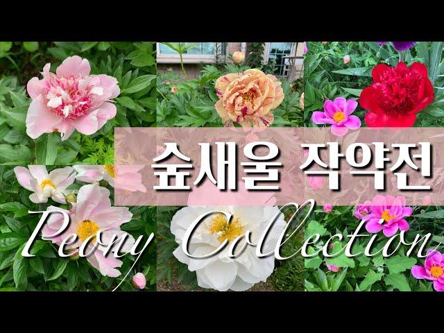 여러종류의 작약 / 숲새울 작약전 / Peony Collection in Spring 2020