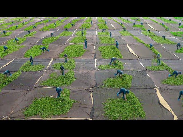 The Awesome Way They Mass Produce Oolong Tea