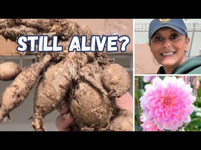 Overwintering Dahlia Tubers UPDATE | Canna Calla Lily | Winter Storage || Budget Gardening