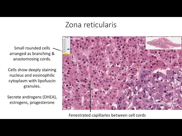 Histology with Chimmalgi: Suprarenal gland