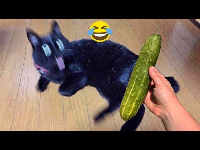 Funny cats scared of cucumbers  cat vs cucumber compilation  Gatos VS pepinos