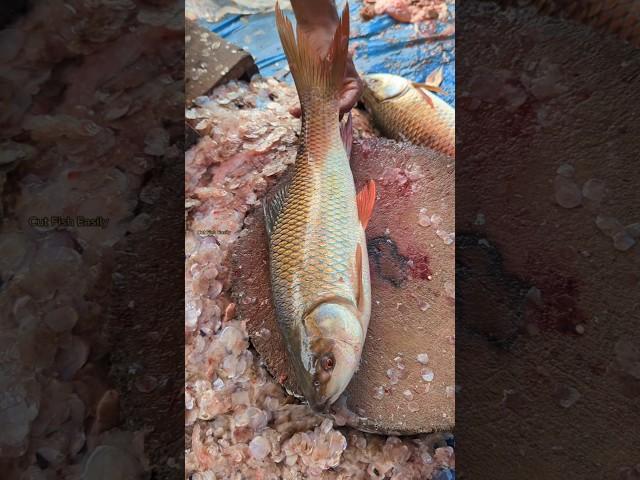 Amazing!! Special Perfect Size Rohu Fish Cutting Skills in Fish Market  || #shorts #cuttingskills