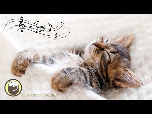 Cat Music - Stress Relief, Anxiety Relief, Relaxation Music (with cat purring sounds)