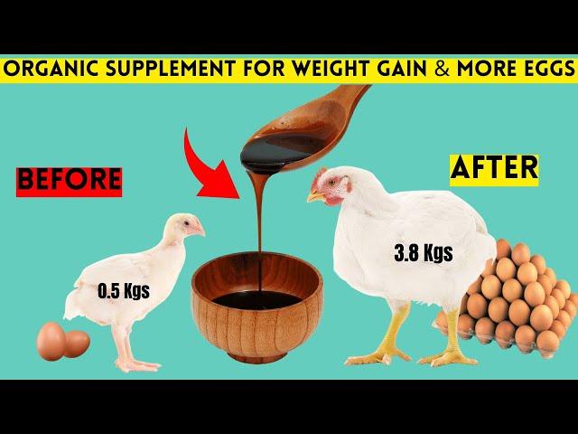 This ORGANIC SUPPLEMENT Treats HEAT STRESS | IMPROVES BROILER WEIGHT GAIN & MORE EGGS IN LAYERS