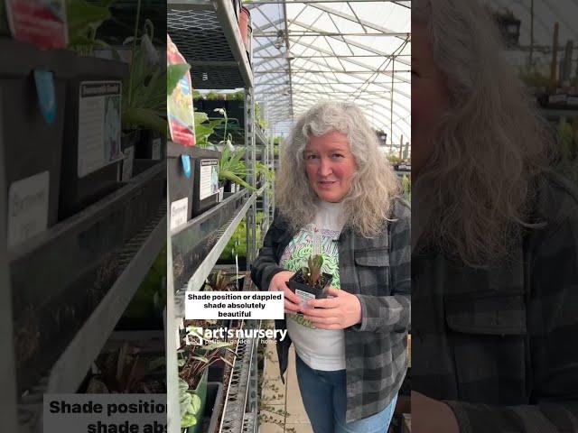 Harkaway Botanical Perennials at Art's Nursery