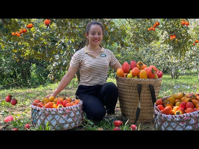 VIDEO FULL: 60 Days going to the market to sell persimmons, luffa and sticky gourds