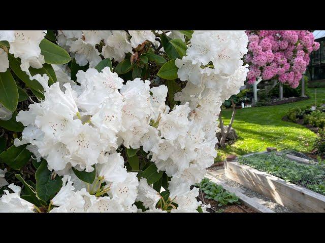 May Garden Tour (Pacific Northwest Zone 9b)  // Manor Garden