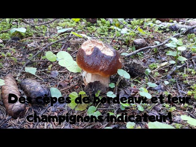 Des cèpes de bordeaux et leur champignon indicateur!