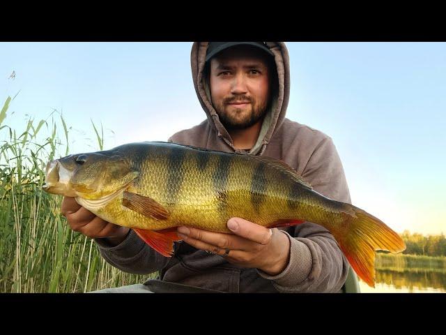 1,38 KG/44 CM MONSTER PERCH! - MY BIGGEST PERCH EVER!