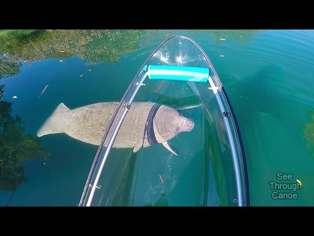 Clear Kayaking in the Crystal Clear Water With Manatees