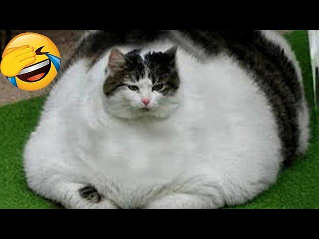 Try Not To Laugh  Funniest Cats and Dogs 2024  Part 15