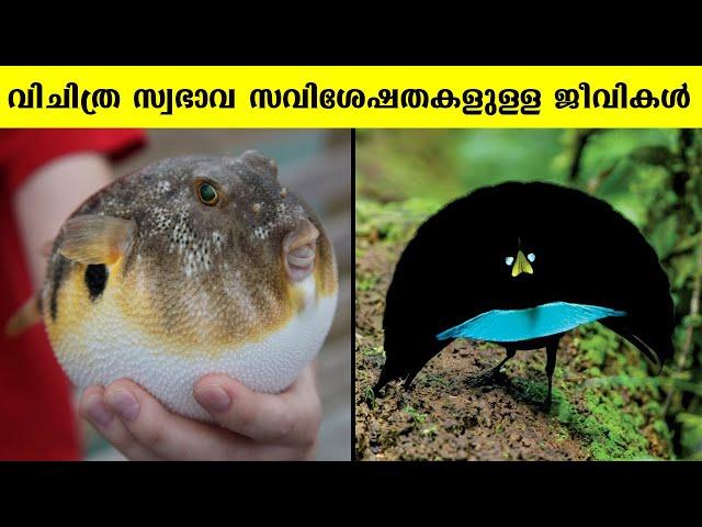 വിചിത്ര സ്വഭാവങ്ങളുള്ള 9 ജീവികൾ | Malayali Cafe