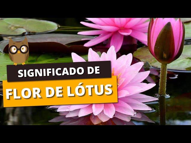 SIGNIFICADO DE FLOR DE LÓTUS - o que é, na mitologia grega, tatuagem, as suas cores...