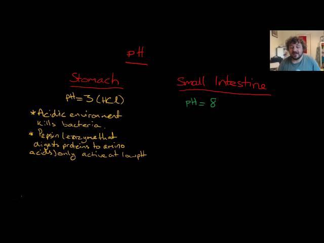 pH in the Digestive System Stomach and Small Intestine: Senior Science Lifestyle Chemistry