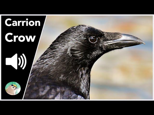 Carrion Crow - Sounds