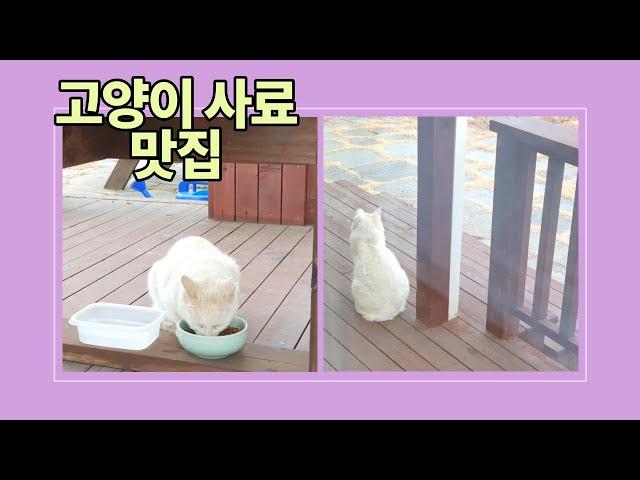 고양이 사료 맛집 (feat.물까치,직박구리)