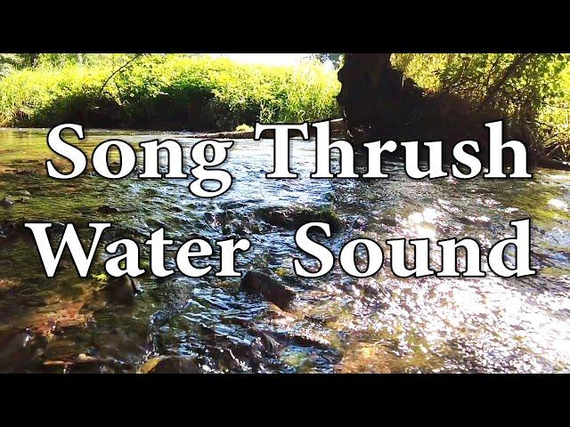 1 Hour Relaxing Sound of Water - Birdsong - Song Thrush - Meditation.