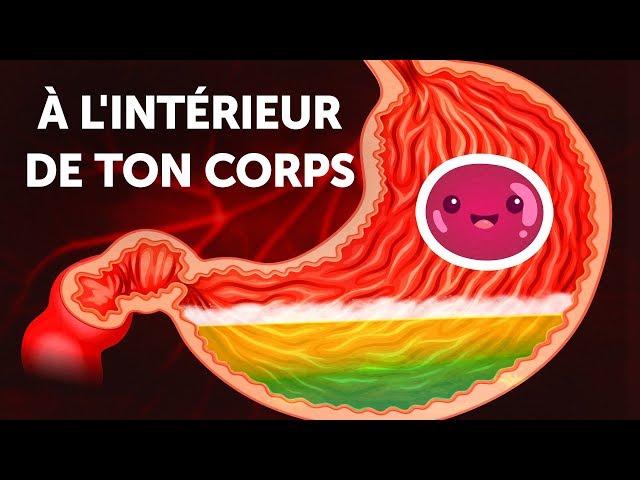 Un Voyage à l'Intérieur de ton Corps