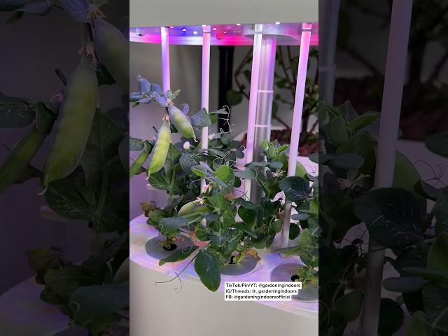 Hydroponic Mini Pea Garden