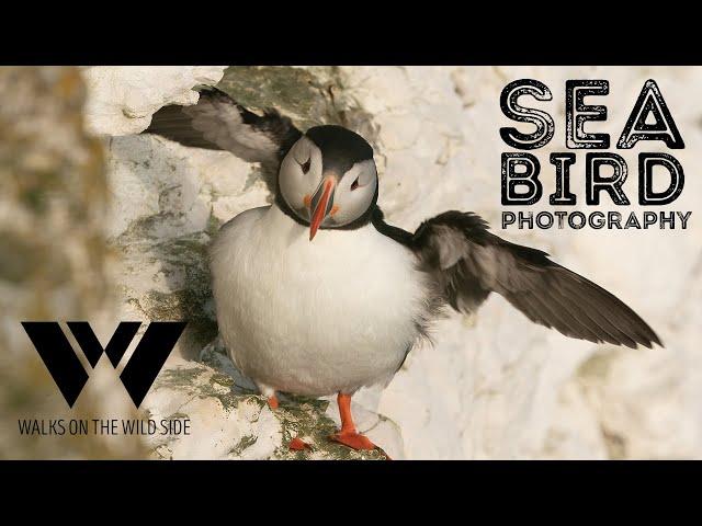 9 tips for seabird colony photography