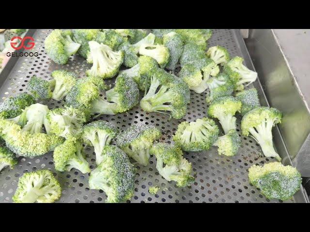 IQF Tunnel Freezer Processing Plants For Broccoli