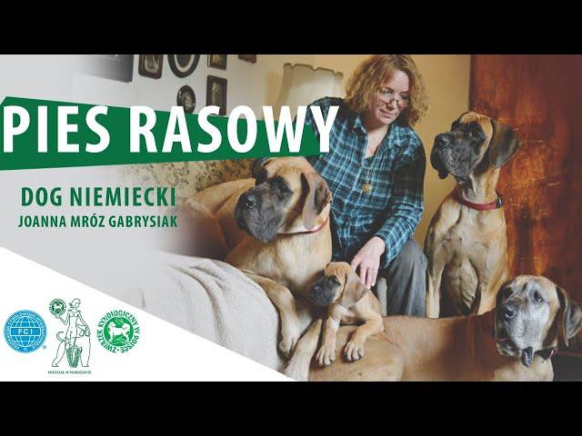 Dog niemiecki | PIES RASOWY #3