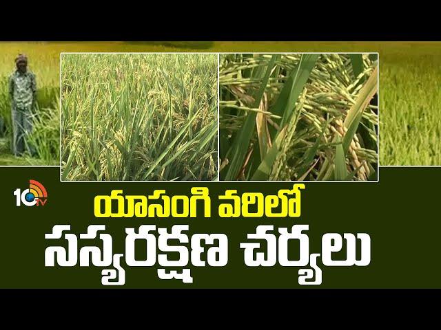 యాసంగి వరిలో సస్యరక్షణ చర్యలు | Yasangi Paddy Cultivation | 10TV News