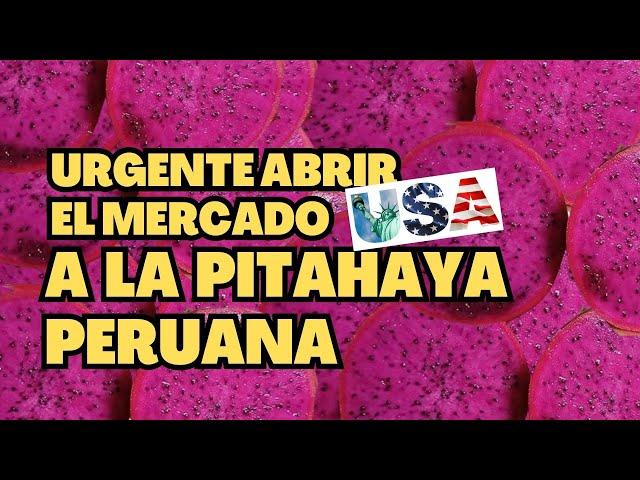 Perú tiene unas 1,500 hectáreas de pitahaya y necesita la apertura del mercado de EE.UU.