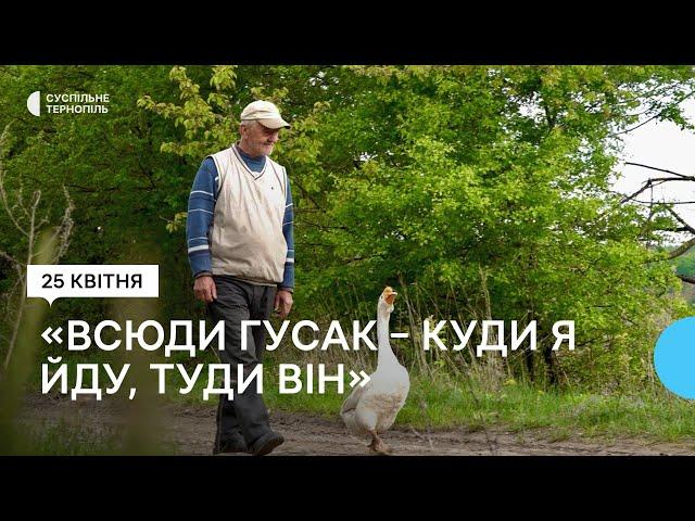 На Тернопільщині гусак не відходить від господаря