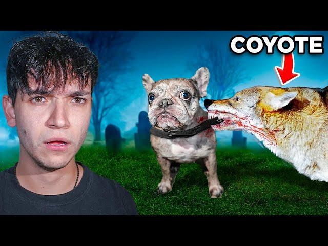 Hunting Down the Coyote that Took My Dog