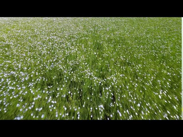 Flax Fields