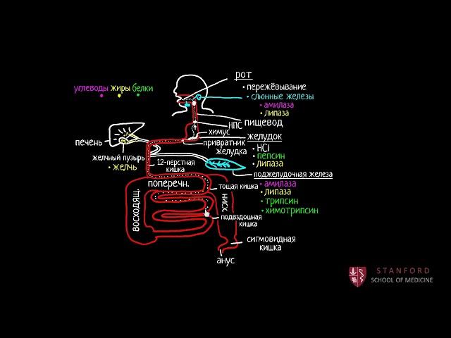 Пищеварительная система человека (2 часть из 4) | Рост и обмен веществ | Медицина