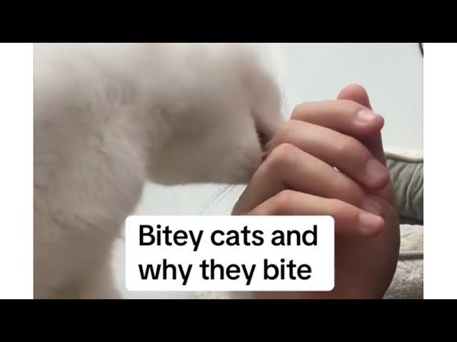 Tip Talk ~ Bitey Cats