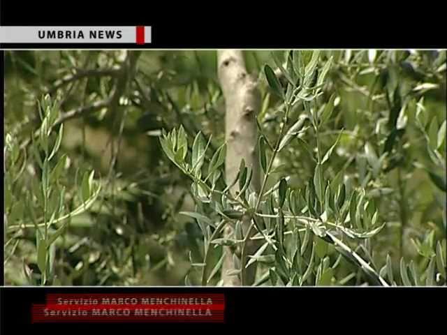 Umbria News - "Liscio come l'olio" nell'azienda Marfuga a Campello sul Clitunno