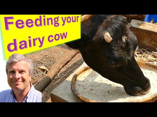 Feeding the Dairy Cow - a video for small scale farmers