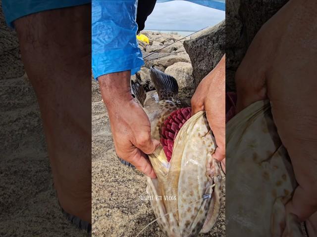 10kg+വരുന്ന ഹമൂർ  #grouper #fishing