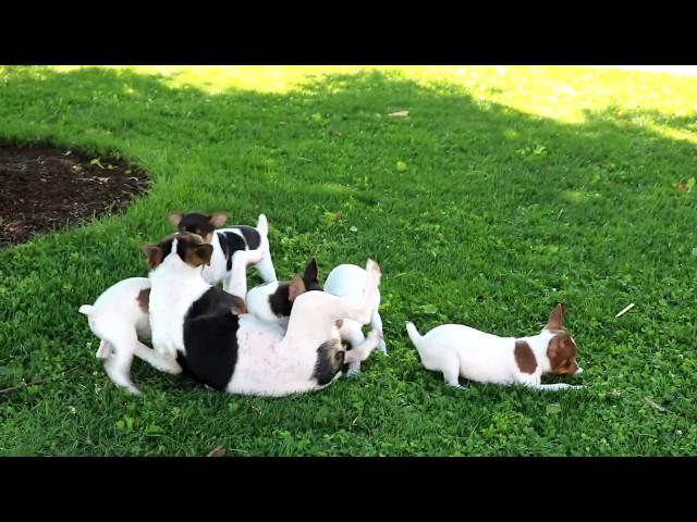 Toy Fox Terrier Puppies for Sale