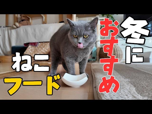 乾燥する冬におすすめの猫用フードとは⁉️【ブリティッシュショートヘア・スコティッシュフォールド】