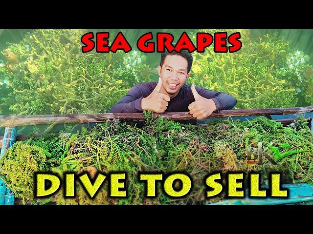 BUKIDS270- Harvesting Lato (Sea Grapes) para pambenta | Buhay probinsya