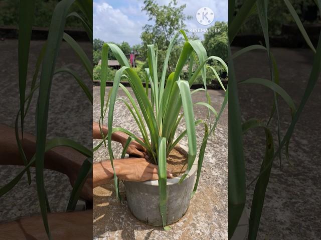 how to grow tuberose rajnighandha #shorts #rajnigandha #flowers