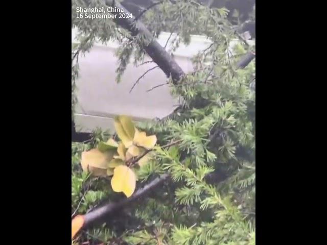 Tree branches cut and cars crushed as strongest typhoon, the Bebinca, hits Shanghai