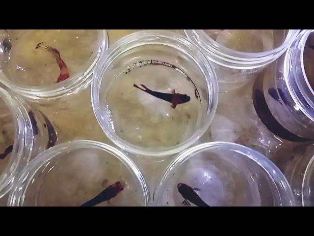 koi plakad betta, Betta Aquarium, Chennai RR Aquarium | Free shipping Tamil Nadu