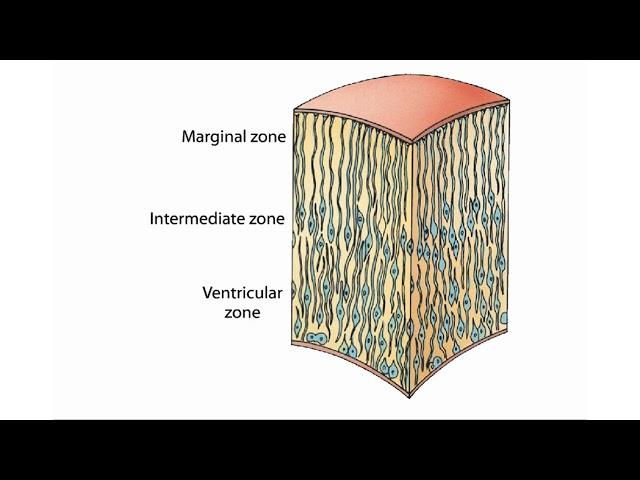 Neural development embryology animation | Neural tube development | Shomu's Biology