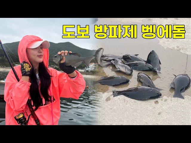 [낚시] 도보 방파제에서 벵에돔 두 자리수️ 하고 왔어요 !! /fishing