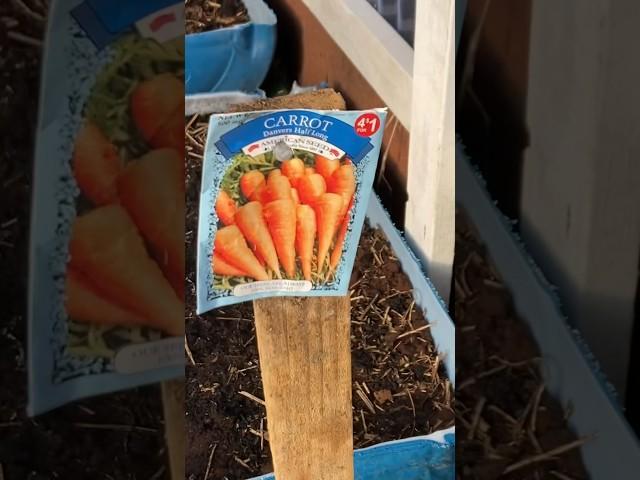 Fall Garden Carrots (The Trick)