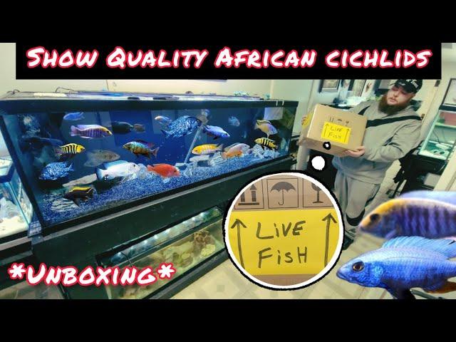 *CHRISTMAS UNBOXING* SHOW QUALITY AFRICAN CICHLIDS!!