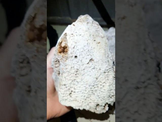 Gemstone of S. Georgia. Botryoidal agate inside fossil coral geodes. Need rock saw so bad #fossils