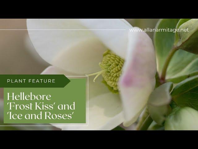 Plant Feature, Hellebore