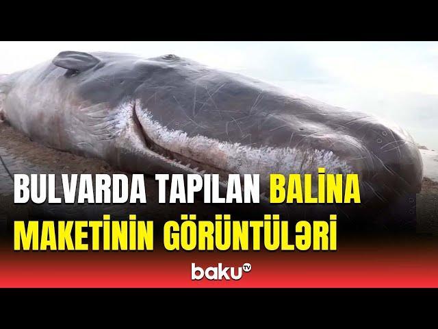 Xəzərin Bakı sahillərində tapılan hər kəsi təəccübləndirdi